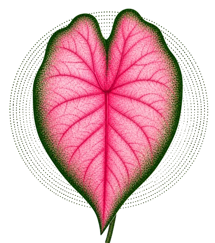 Caladium Bicolor