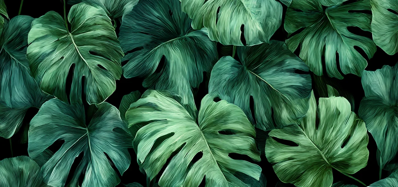 Swiss Cheese Plant