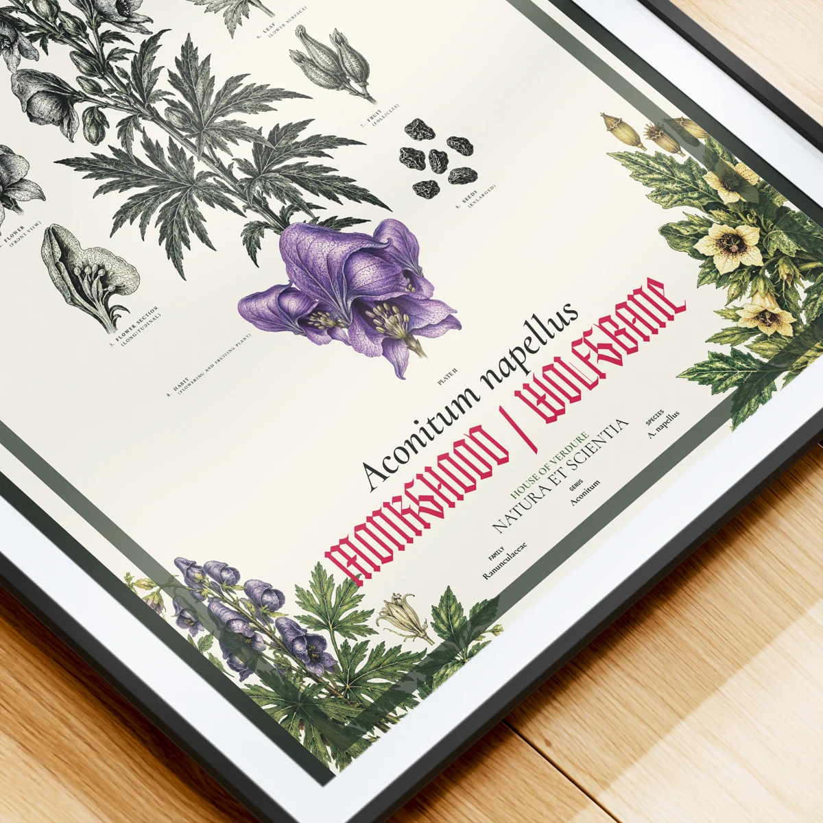 Monkshood (Aconitum napellus) botanical illustration print, The Midnight Garden