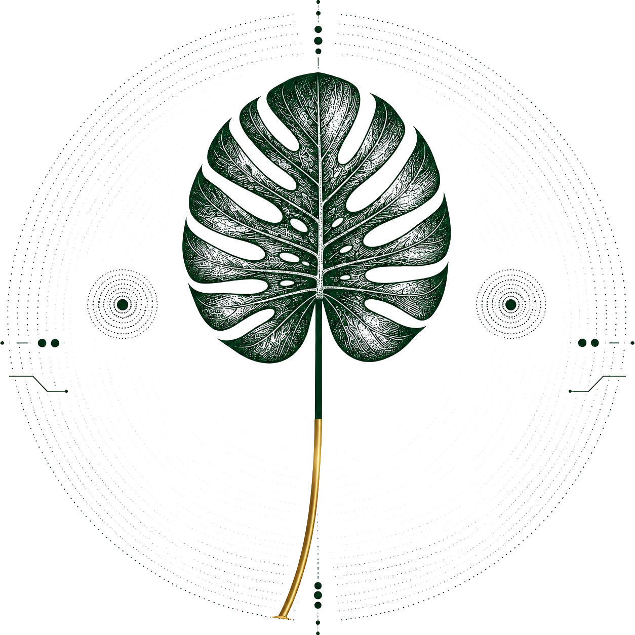 Botanical illustration