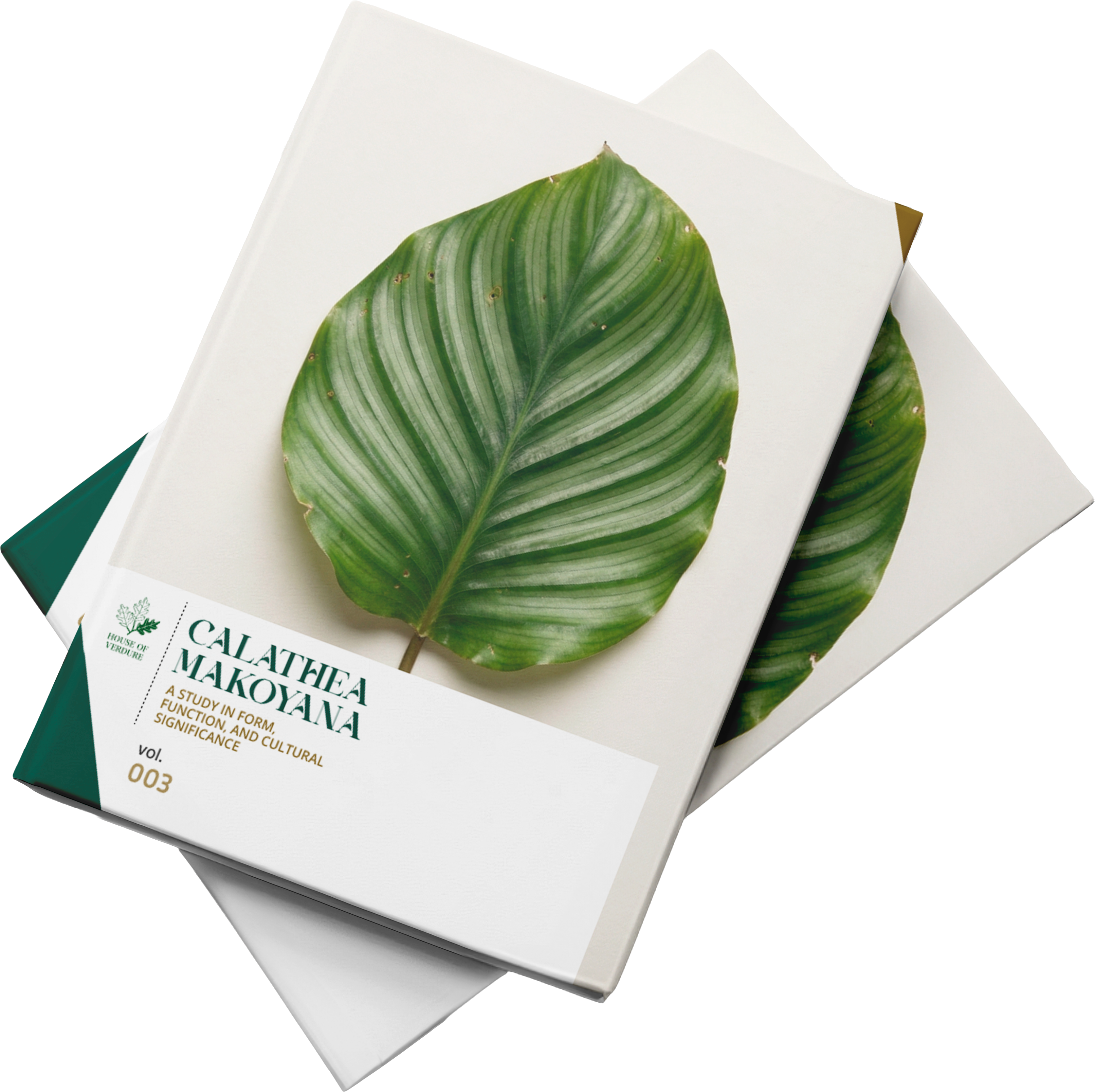 Calathea Makoyana Dossier
