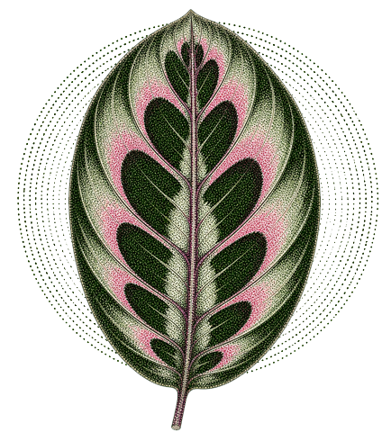 Calathea Makoyana