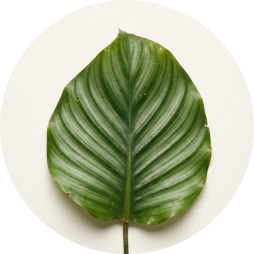 Calathea Makoyana