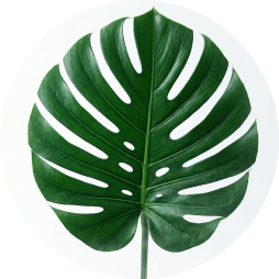 Monstera Deliciosa