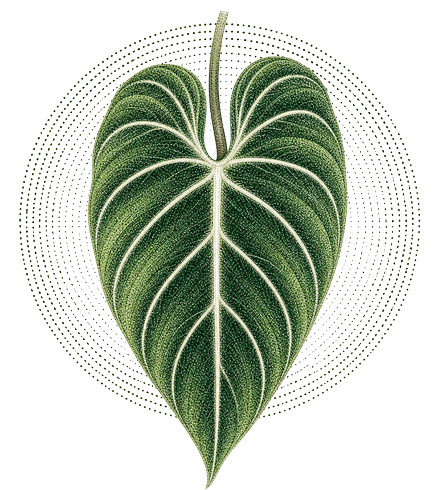 Philodendron Gloriosum