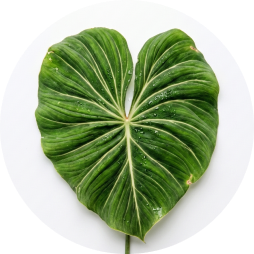 Philodendron Gloriosum